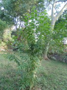 Live Plant Image