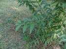 Live Plant Image