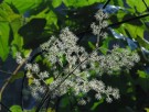 Live Plant Image