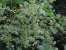 Live Plant Image