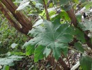 Live Plant Image