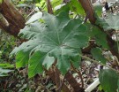 Live Plant Image