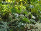 Live Plant Image