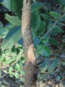 Live Plant Image