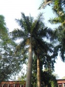 Live Plant Image