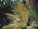 Live Plant Image