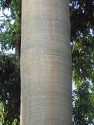Live Plant Image