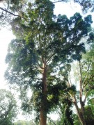 Live Plant Image