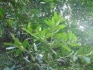 Live Plant Image