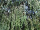 Live Plant Image