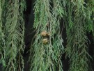 Live Plant Image