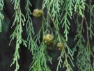 Live Plant Image
