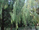 Live Plant Image