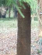 Live Plant Image