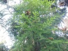 Live Plant Image