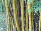 Live Plant Image