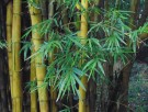 Live Plant Image