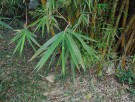 Live Plant Image