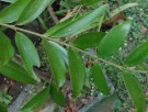 Live Plant Image