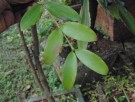 Live Plant Image