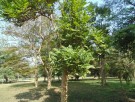 Live Plant Image