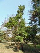 Live Plant Image