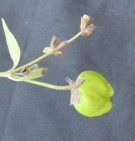 Live Plant Image
