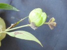 Live Plant Image