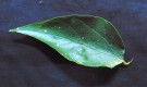 Live Plant Image
