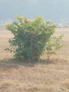 Live Plant Image