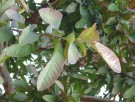 Live Plant Image