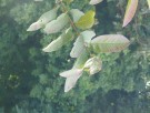 Live Plant Image