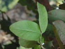 Live Plant Image