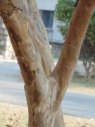 Live Plant Image