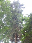 Live Plant Image