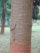 Live Plant Image