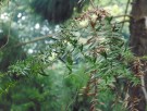 Live Plant Image