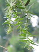 Live Plant Image