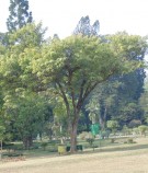 Live Plant Image