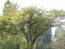 Live Plant Image