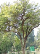 Live Plant Image