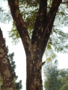 Live Plant Image