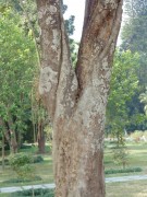 Live Plant Image
