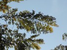 Live Plant Image