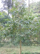 Live Plant Image