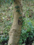 Live Plant Image
