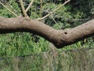 Live Plant Image