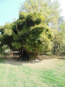 Live Plant Image