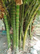 Live Plant Image