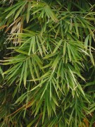 Live Plant Image